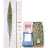 Тилландсия h100 см Тилландсия h100 см