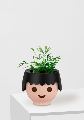 Актиниоптерис Австралийский 5/10 см в OJO