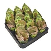 Опунция Microdasys Undulata d6.5 см h8 см