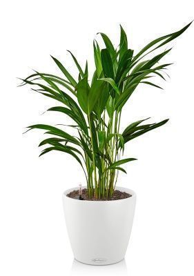 Хризалидокарпус в CLASSICO COLOR 18, белый Хризалидокарпус в CLASSICO COLOR 18, белый