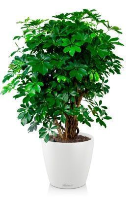 Шеффлера Компакта бранч 40/140 см в CLASSICO COLOR 43, белый Шеффлера Компакта бранч 40/140 см в CLASSICO COLOR 43, белый