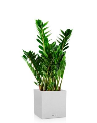 Замиокулькас 21/80 см в CANTO STONE LOW 30, песочный белый