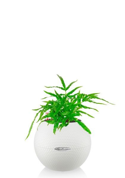 Папоротник Птерис 12/30 см в PURO 20