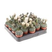 Гимнокалициум Quehlianum d5.5 см h10 см тип 1