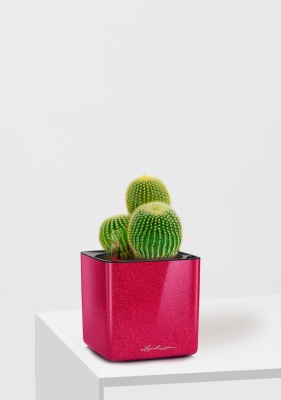 Кактус Пародия Ленингхауза 12/20 см в CUBE GLOSSY KISS 14, вишнево-розовый блестящий