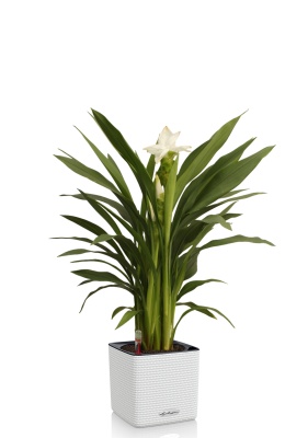 Куркума цветущая 14 55 см CUBE COLOR 16 Куркума цветущая 14 55 см CUBE COLOR 16