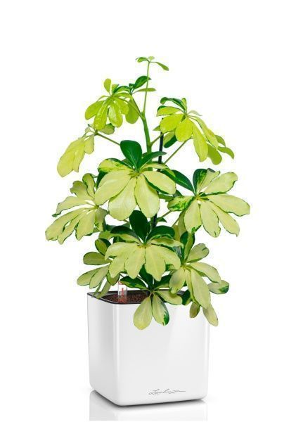 Шеффлера Мелани 12/40 в CUBE GLOSSY 14