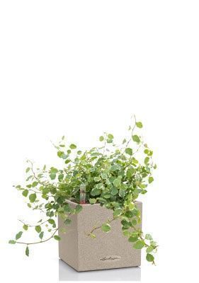 Фикус Пумила в CANTO STONE 14, светло-бежевый