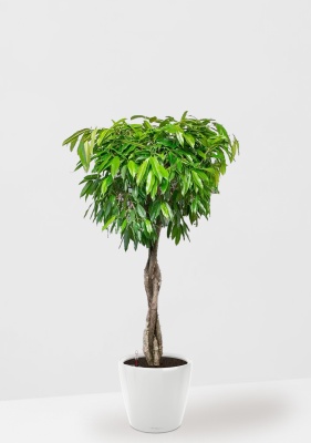 Фикус Амстел Кинг переплетенный 35/160 см в CLASSICO LS 43