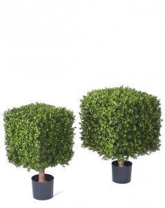 Самшит Квадрат уличный на каркасе