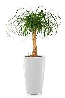 Нолина RONDO 32/140 см, белый блестящий