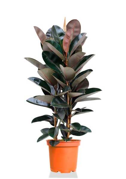 Фикус Эластика Абиджан d30 см h120 см Фикус Эластика Абиджан d30 см h120 см