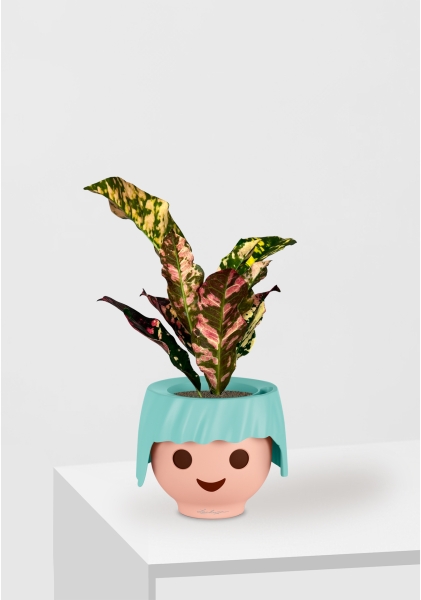 Кодиеум 8/20 см в OJO