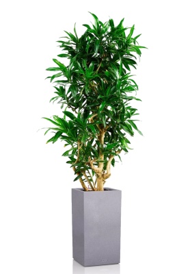 Драцена Песнь Ямайке CANTO STONE HIGH 40/200 см Серый камень