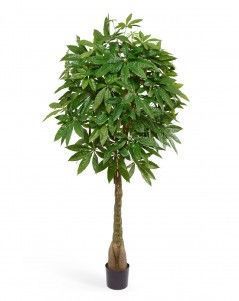 Пахира на витом стволе (косичка)