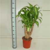 Драцена Массанжеана Бранч разветвленная d27 см h120 см
