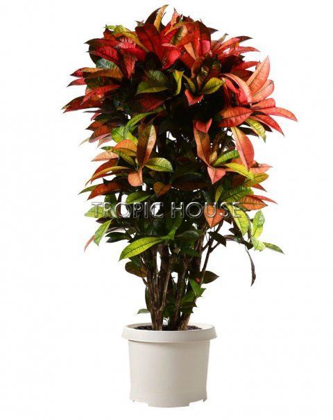 Кротон Мистер Айкетон 31/120 см Кротон Мистер Айкетон 31/120 см