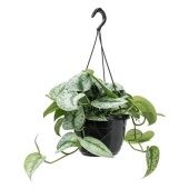 Сциндапсус Пиктус d20 см h30 см