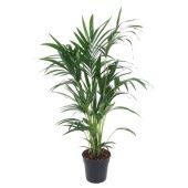 Ховея Форстериана d21 см h100 см тип 3