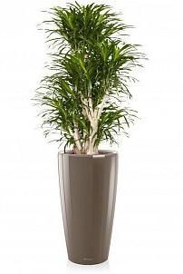 Драцена Анита RONDO 40 Драцена Анита RONDO 40