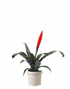 Вриезия тигровая Спленрит 12/35 см