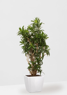 Драцена Песнь Ямайке 35/150 в QUADRO LS 43