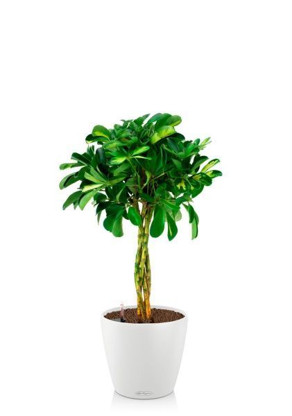 Шеффлера Голд Капелла 21/75 см в CLASSICO COLOR 28