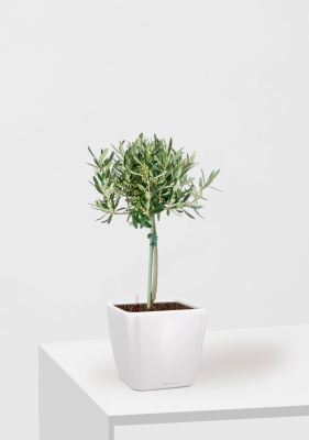 Олива на стволе 17/65 см в QUADRO LS 21