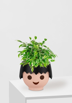 Фикус Бенджамина Кинки Пестрый 12/30 см в OJO, черный