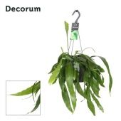 Эпифиллум d17 см h30 см Эпифиллум d17 см h30 см