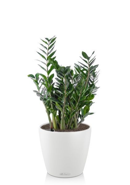 Замиокулькас 24/100 в CLASSICO 35