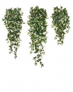 Английский плющ Новый