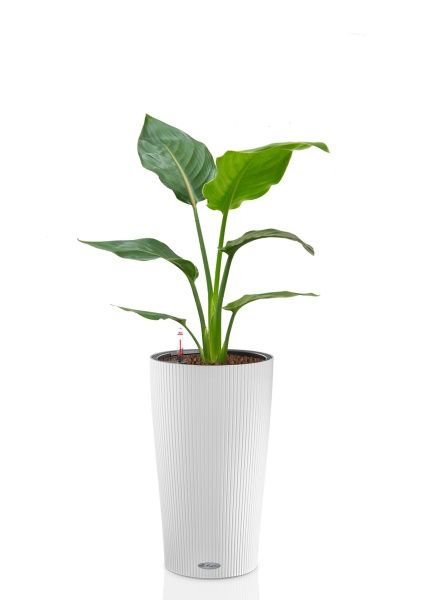 Стрелиция Регина 17/80 см в CILINDRO 23