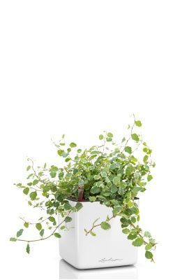 Фикус Пумила в CUBE GLOSSY 14, белый блестящий 