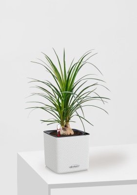 Нолина Спутник в CUBE 14, белый