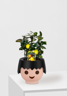 Цитрус Лимон на решетке 12/30 см в OJO Цитрус Лимон на решетке 12/30 см в OJO