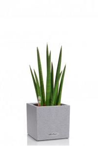  Сансевиерия Цилиндрика Спагетти CANTO STONE 14/40 см Серый камень
