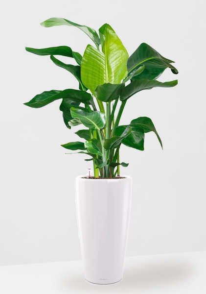 Стрелиция Николай 27/140 см в RONDO 40