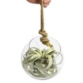 Тилландсия Glas Bol Xl Touw d20 см h20 см