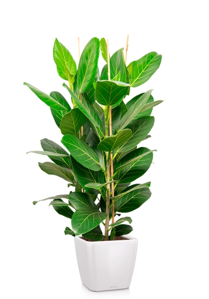 Фикус Бенгальский Андрей 3 ствола 27/120 см в QUADRO LS 35 Фикус Бенгальский Андрей 3 ствола 27/120 см в QUADRO LS 35