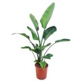 Стрелиция Августа d24 см h120 см