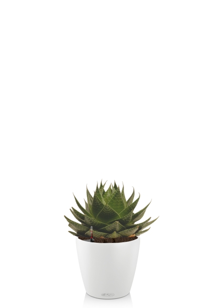 Алоэ Космо 13/20 см в CLASSICO COLOR 18 Алоэ Космо 13/20 см в CLASSICO COLOR 18