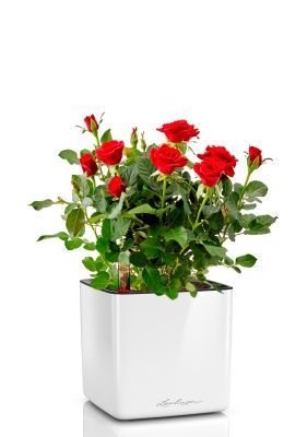 Роза Бо Монд красная 12/25 см в CUBE GLOSSY 14, белый блестящий