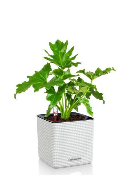 Филодендрон Шангри Ла 14/35 см CUBE COLOR 16 Филодендрон Шангри Ла 14/35 см CUBE COLOR 16