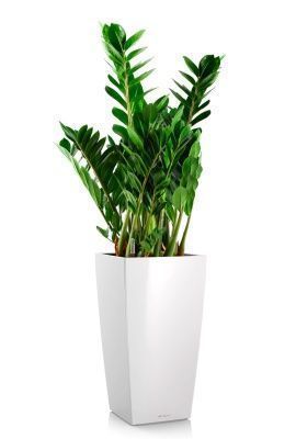 Замиокулькас 21/80 см в CUBICO 30, белый блестящий 