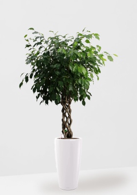 Фикус Бенджамина Экзотика цилиндр 27/120 см в RONDO 32 Фикус Бенджамина Экзотика цилиндр 27/120 см в RONDO 32