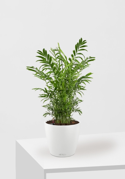 Хамедорея Элеганс 17/60 см в CLASSICO COLOR 21