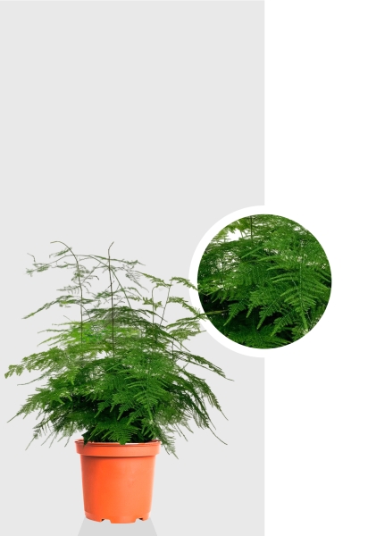 Аспарагус Плюмосус 12/30 см