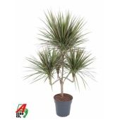 Драцена Маргината Биколор канделябр d24 см h140 см