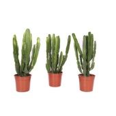 Эуфорбия трехгранный d17 см h55 см Эуфорбия трехгранный d17 см h55 см